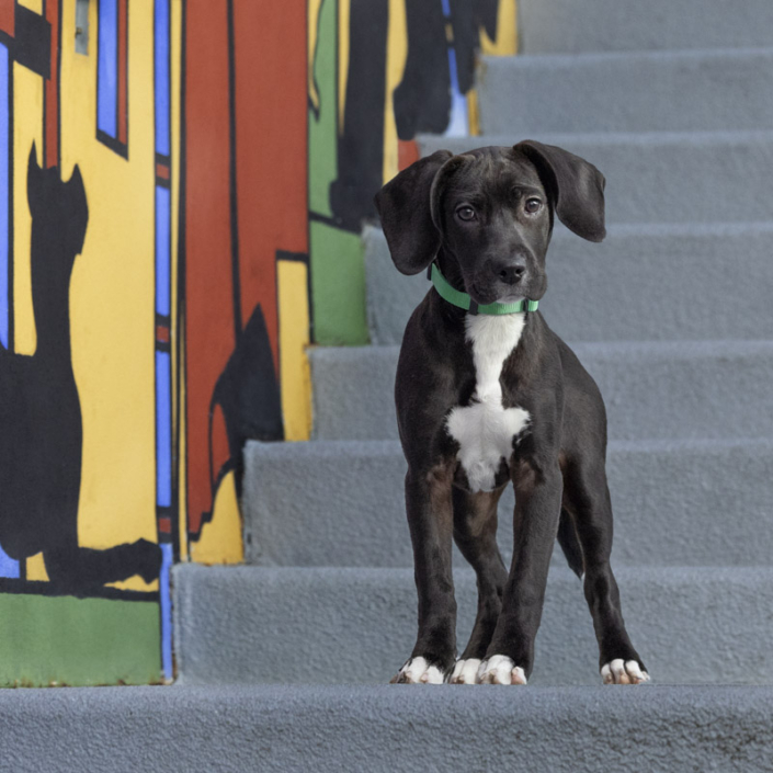 Mixed breed puppy standing outside on steps in front of a colorful mural in Reston, VA.