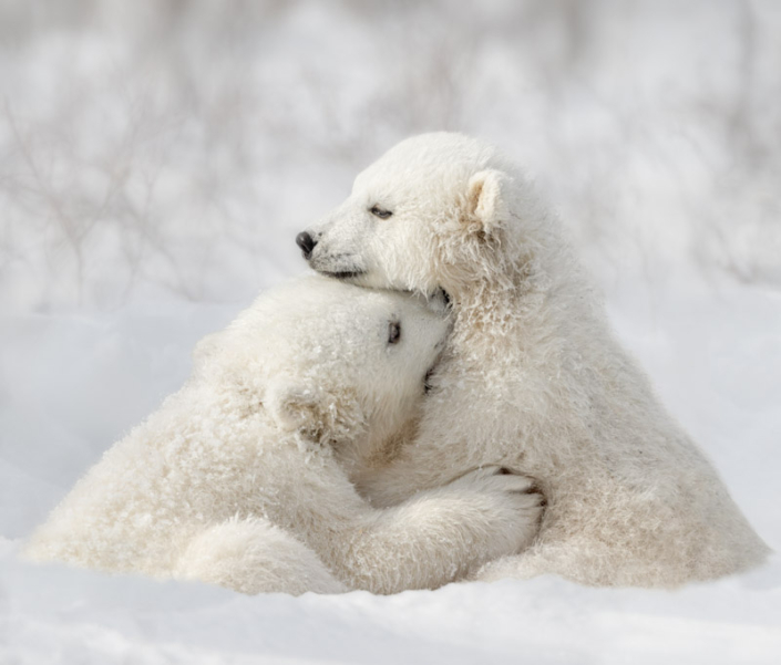 Two young polar bear cubs playing in the snow in Manitoba, Canada.