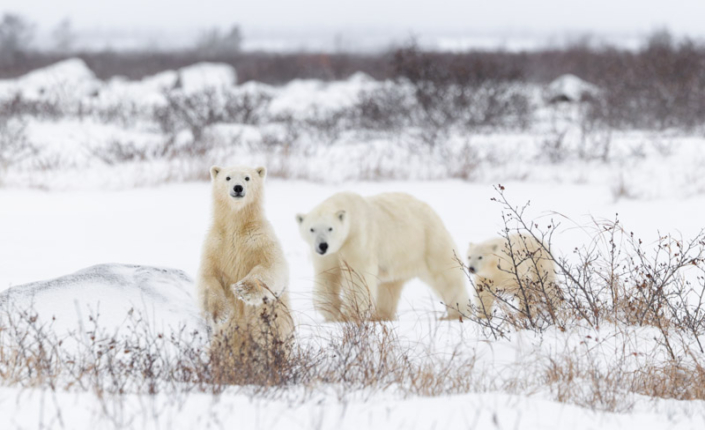 Two polar bear cubs with their mother in the snow in Manitoba, Canada.