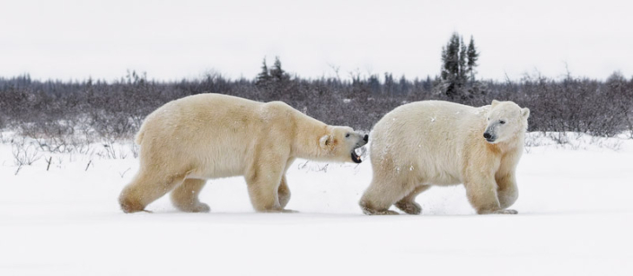 Two polar bears playing in the snow while waiting for the ice to freeze on the Hudson Bay.