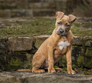 Adorable mixed breed puppy sitting on steps outside in Loudoun County, VA.