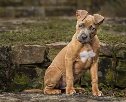 Mixed Breed Puppy Sitting Outside | Ellen Zangla Photography Mixed breed puppy sitting on outdoor steps