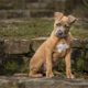 Mixed breed puppy sitting on outdoor steps