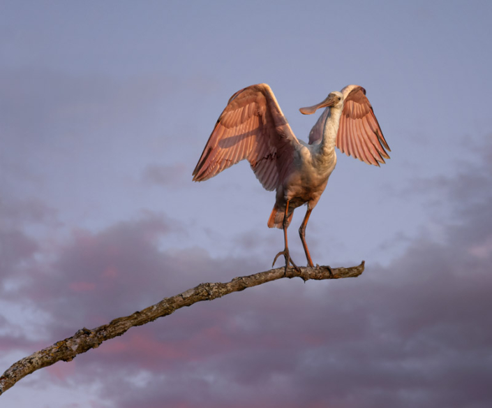 Roseate spoonbill crane standing on a branch with a beautiful sky behind him.