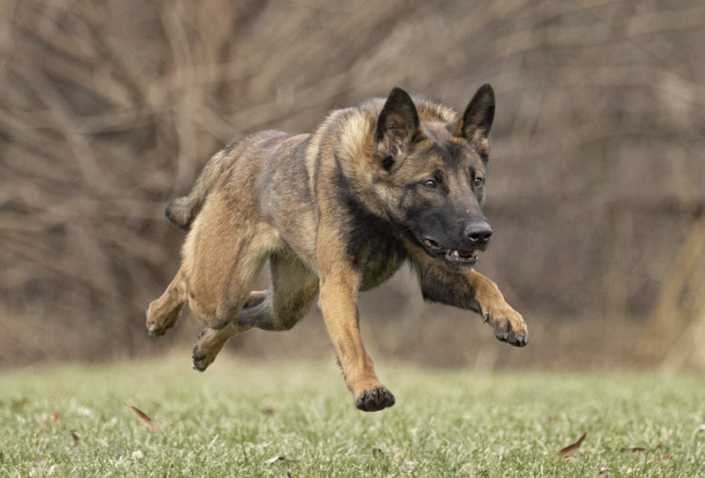 Belgian Malinois running in the grass in Loudoun County, VA.