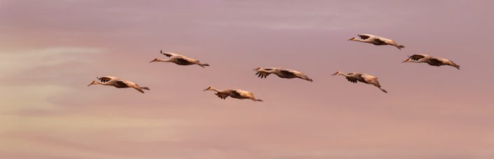 Seven sandhill cranes flying with a beautiful sky in Wisconsin.