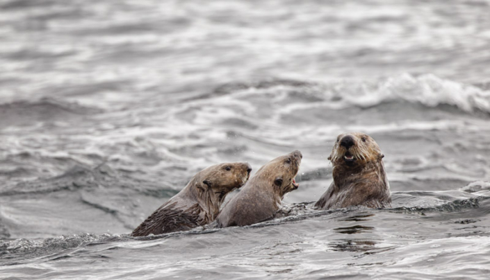 Three sea otters in Katmai National Park, AK.