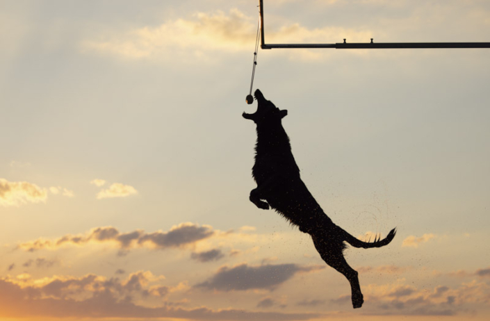 Silhouette of dog dock diving in Northern Virginia.