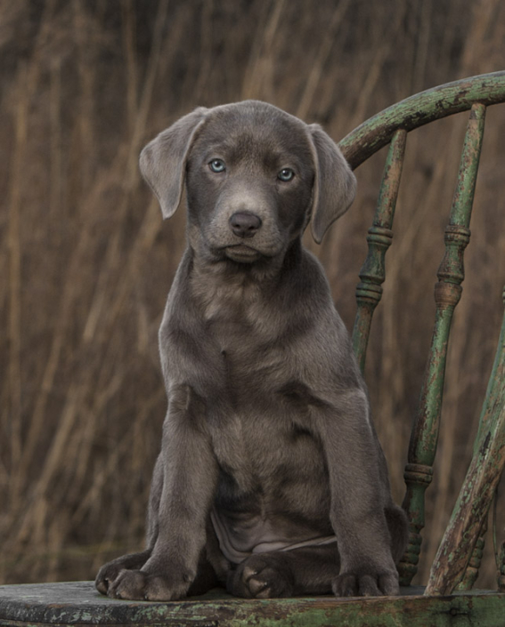 Silver Lab puppy sitting outside on a chair in front of a field in Loudoun County.