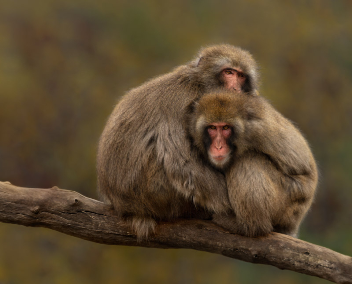 Two snow monkeys sitting together on a branch.