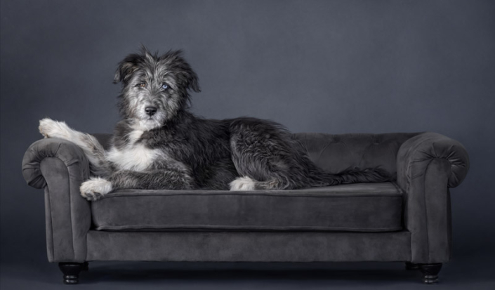 Studio portrait of a beautiful, scruffy puppy lying on a couch in Northern VA.