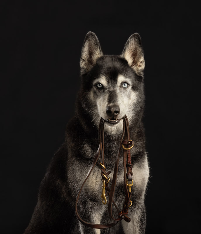 Studio dog portrait of a Husky mix holding his leash in his mouth in Northern Virginia.