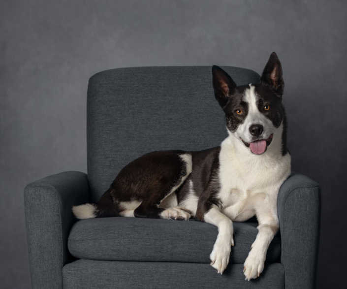 Gorgeous black and white dog lying on a chair for a studio portrait.