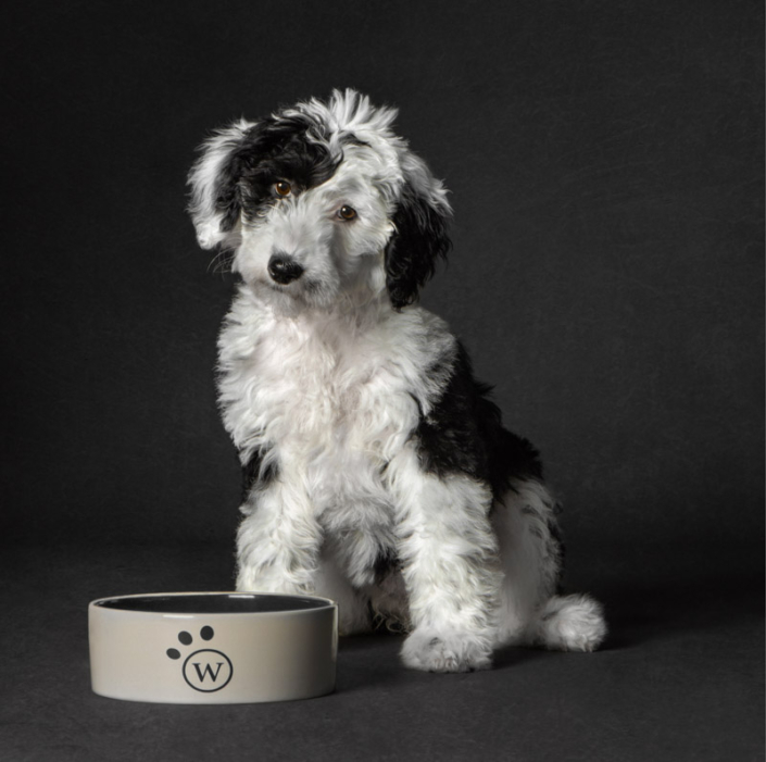 Adorable black and white puppy sitting inside with her dog bowl in Northern VA.