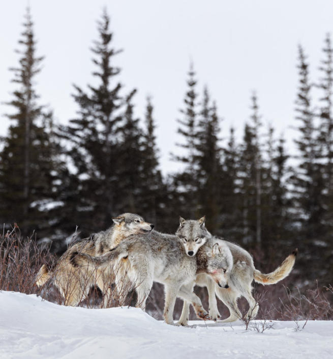 Three wolves playing in the snow in Manitoba, Canada.