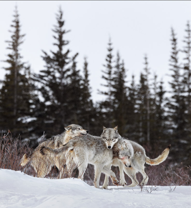 Three wolves playing in the snow in Manitoba, Canada.