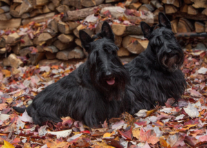 Two Scotties sitting together in the fall leaves outside in Northern Virginia.