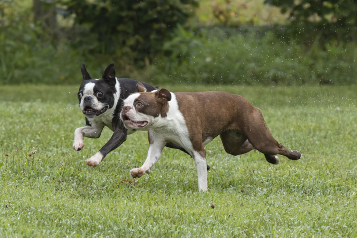 Two Boston Terriers playing outside in the grass early one morning in Loudoun County.