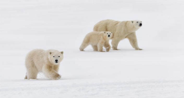 Two polar bear cubs with their mother walking in the snow on the Hudson Bay in Canada.
