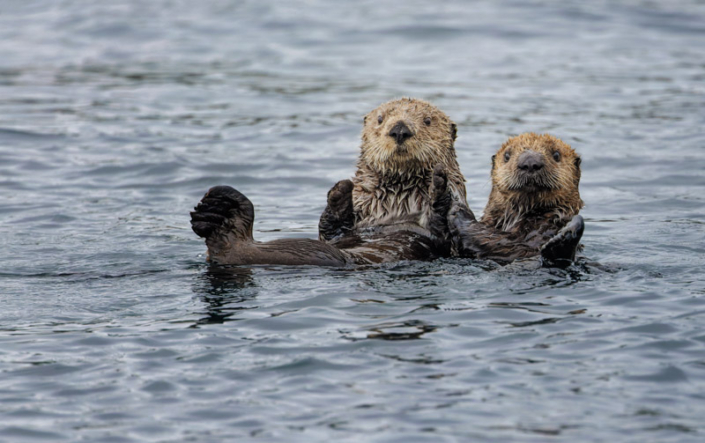 Two sea otters floating in the water in Katmai Bay, AK.