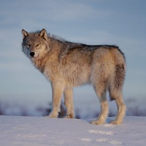 Wolf standing in the snow at the top of a hill looking over her shoulder in Manitoba, Canada.