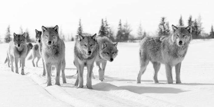 Wolf pack walking in the snow in Manitoba, Canada.