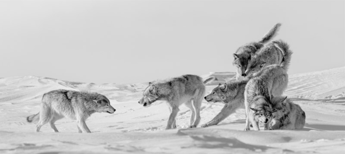 Wolf pack interacting in the snow in Manitoba, Canada.