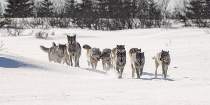 Wolf pack walking through the snow in Manitoba, Canada.