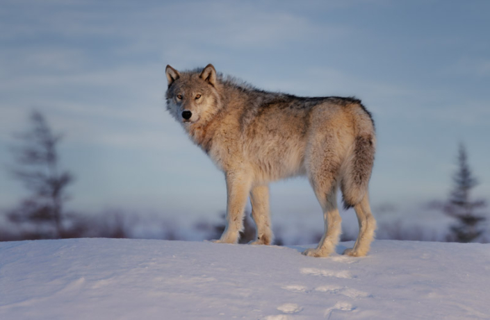 Wolf standing on the top of a snow mound at sunset looking directly at the camera in Manitoba, Canada.