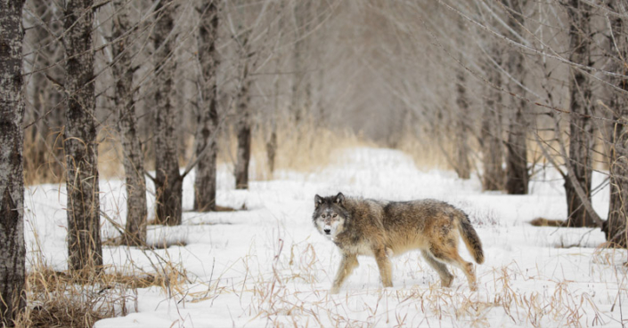 Wolf walking through the snowy woods.