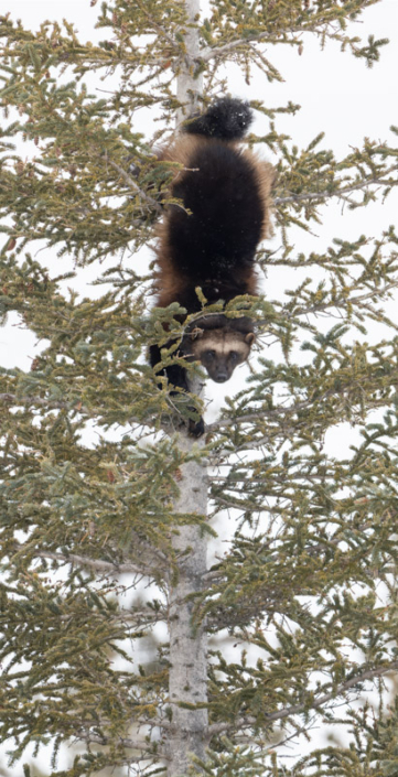 Wolverine descending a tree in the snow in Manitoba. Canada.