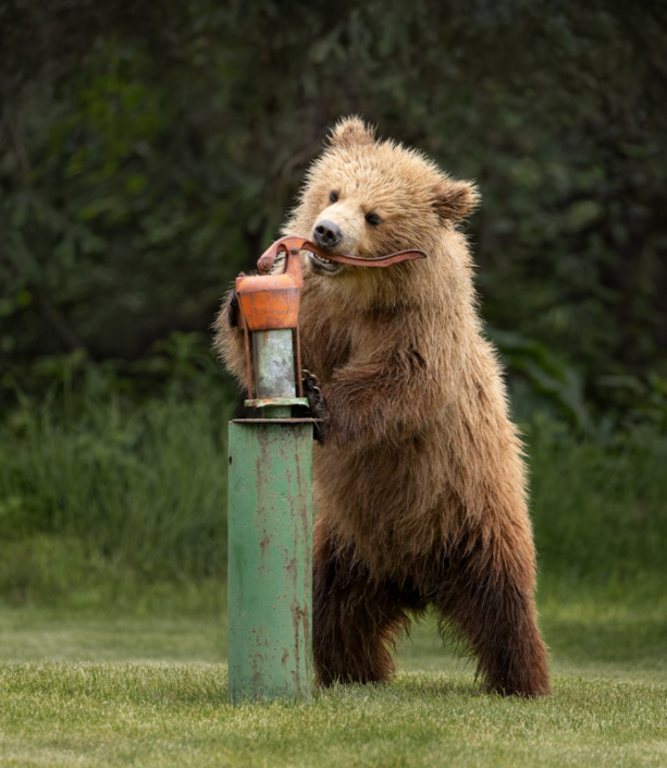 Coastal brown bear cub playing with a water pump in Lake Clark, AK.