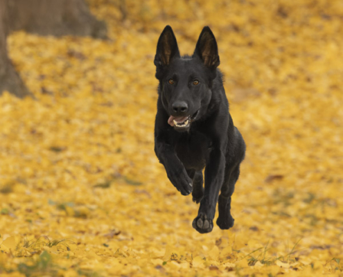 Black Czech Shepherd funning through colorful Ginkgo leaves.