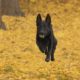 Black Czech Shepherd funning through colorful Ginkgo leaves.