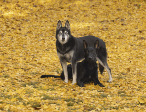 Two dogs standing in colorful Ginkgo leaves at Blandy Experimental Farm.