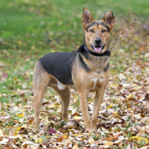 Mixed breed dog standing in colorful fall leaves at Morven Park in Loudoun County, VA.