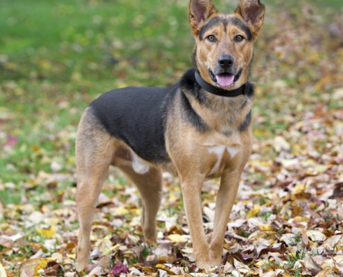 Mixed breed dog standing in colorful fall leaves at Morven Park in Loudoun County, VA.