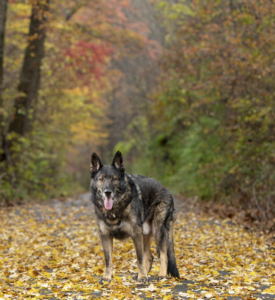 Older German Shepherd standing on the W&OD Trail in Loudoun County in the fall leaves.
