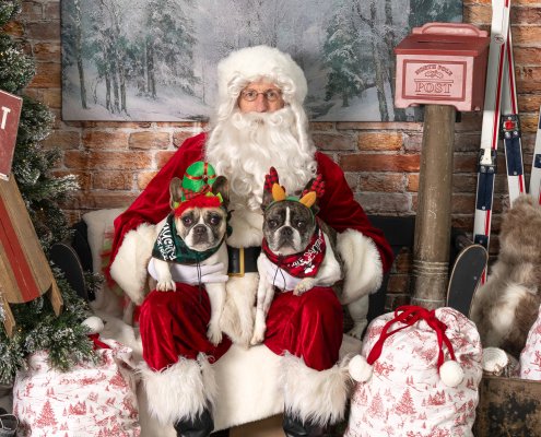 Two French Bulldogs sitting with Santa at the 2025 Paws & Claus fundraiser