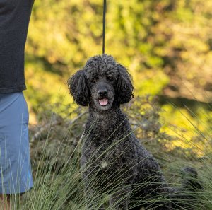 Before-photo-with-leash