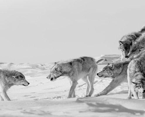 Wild wolf pack reuniting in Manitoba Canada.