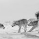 Wild wolf pack reuniting in Manitoba Canada.