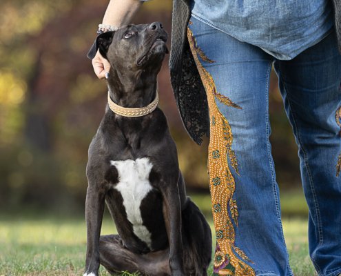 Dog looking up at her owner in Loudoun County, VA.