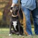 Dog looking up at her owner in Loudoun County, VA.