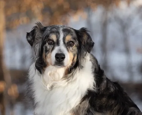 Australian Shepherd in Snow | Ellen Zangla Photography Close-up of an Australian Shepherd outdoors in the snow