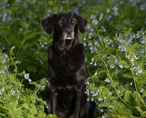 Black Lab in Bluebells | Leesburg, VA Black Lab sitting in the bluebells in Leesburg, VA.