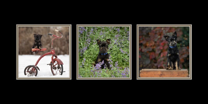 Watch Me Grow Puppy Collage | Ellen Zangla Photography Three-image collage of puppy photos showing growth over puppy's first year.