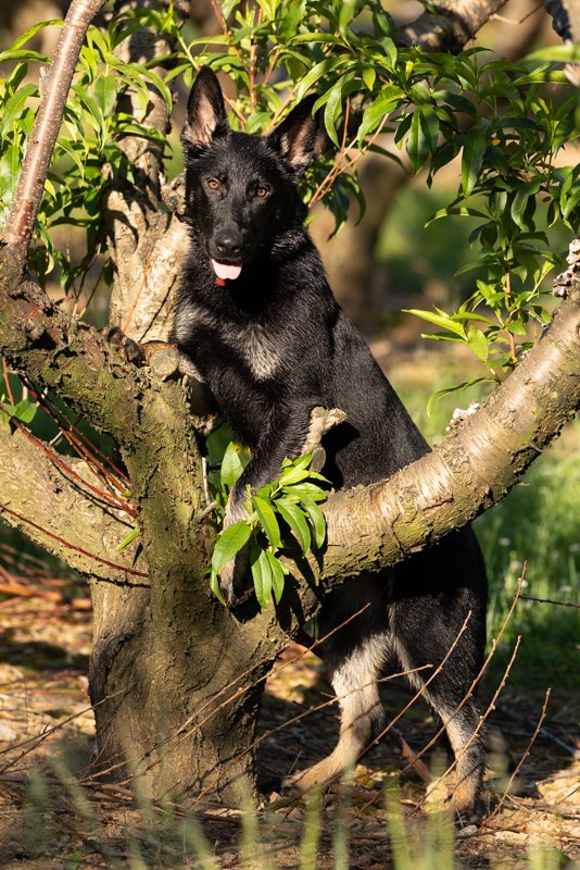 Black German Shepherd standing in a grove of cherry trees.