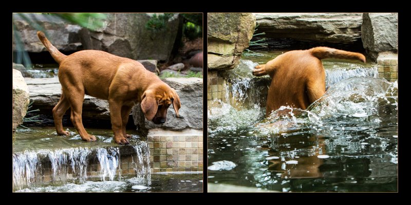 Dog got too close to the water's edge and fell in face first.