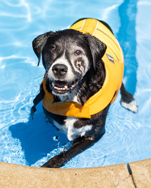 Dog standing at edge of pool looking up at his owner.